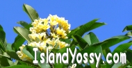 �A�C�����h���b�V�[